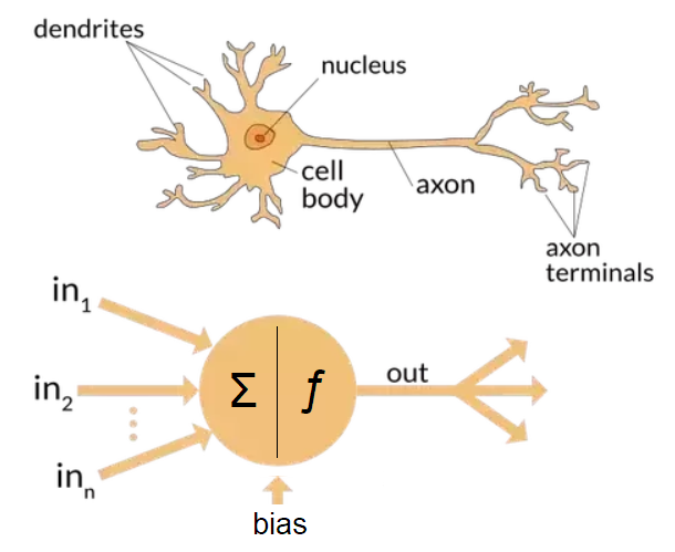  image of artificial and bioloical neuron